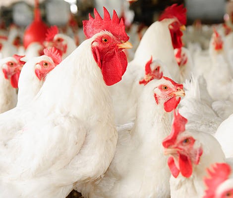 Hens
