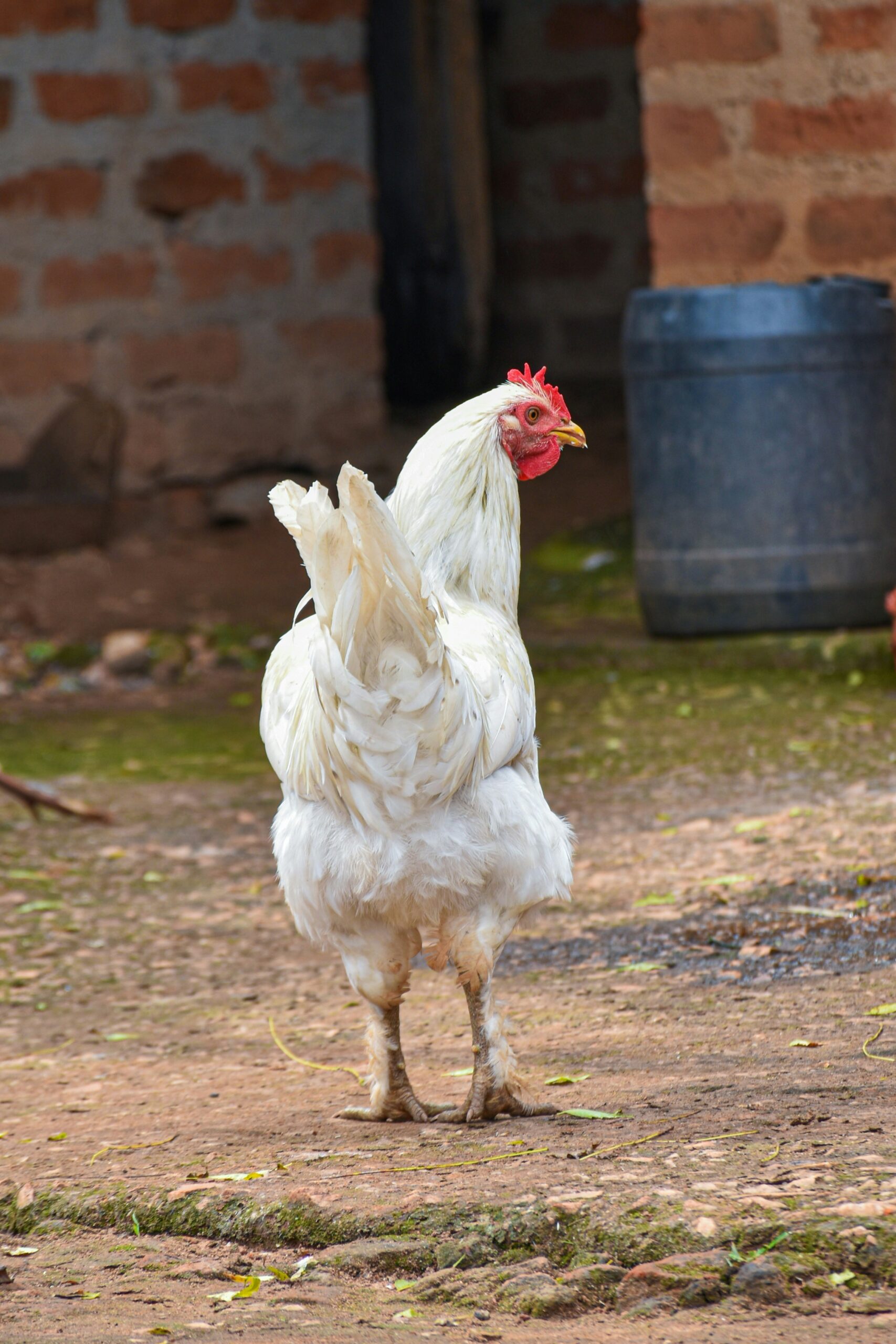 White Hen